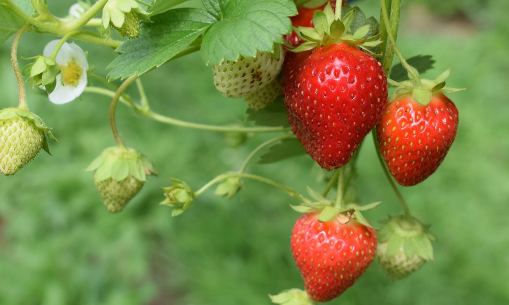 A strawberry plant